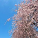 수양회관 | [경남 거창]SNS에서 난리난 수양벚꽃길 벚꽃명소 임불마을 실시간! 포토스팟 추천 까지~