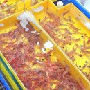 강릉여행 주문진시장 독도새우 꽃새우 가성비 맛집 추천