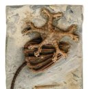 에일리언 유충 닮은 3억년된 화석 이미지