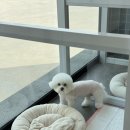 또왕또왕 Dog Salon 이미지