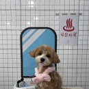 다원하개 이미지