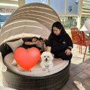 멍멍드림 이미지