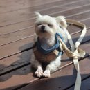 하얀고래 이미지