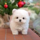 광주강아지분양 고양이분양 미유펫 본점 | 광주강아지분양 미유펫 분양 후기