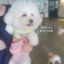 오늘도 편안하개 이미지
