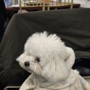 강아지 미용 | 안양 인덕원 딥마리 슈리 강아지전체미용 후기