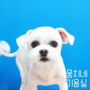 뭉치네 미용실 이미지