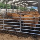 영우축산 이미지