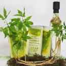 삼애식품 이미지