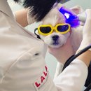 라라동물의료원 이미지
