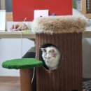 포레스트캣 | [이마트 캣타워 추천 후기] 스크래쳐 포레스트 캣타워