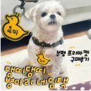 강아지 인식표 추천 댕띠댕띠 삐약 네임택 오리 병아리 목걸이 후기, 부평 프리마켓 구매