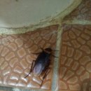 살면서 본 가장 큰 바퀴벌레.(진짜 엄청 징그러워요ㅠㅠ혐오!) 이미지