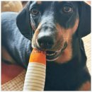 강아지의 하루 | 강아지 장난감으로 강아지의 하루를 특별하게