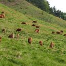 종우목장 이미지