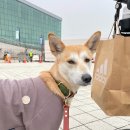 견생폼사 이미지