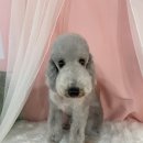 펫미리애견샵 이미지