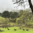 대창목장 | 평창 산너미목장