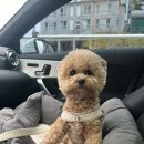 댕장고 | 김해 애견미용 : 봉리단길 댕장고 푸들 전체가위컷 찐 후기