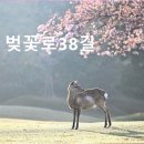 벚꽃로38길 이미지