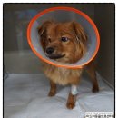 미드미 동물의료센터 이미지