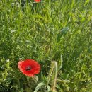 수복삼계탕 둔산점 이미지