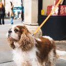 꿀강아지 이미지