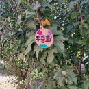 백운초 10/29 이미지