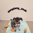 슈나애견미용 이미지