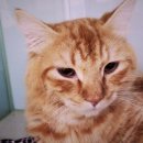 청담고양이 이미지