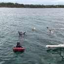 방카센타 이미지