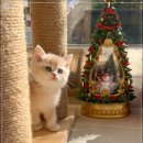 일산파주강아지분양고양이분양 바니캣 | 고양이입양센터 일산 먼치킨 가정묘 고양이 분양 캣스토리 추천