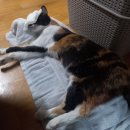 안녕,사랑 이미지