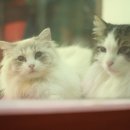 랙돌캐터리올리비아 이미지