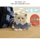 온천장고양이 이미지