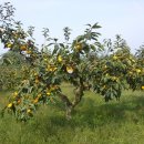 창원단감테마공원 이미지