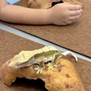 건이네 파충류 | 울산 아이와 가볼 만한 곳 : 삼산동 건이네 파충류 카페