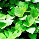 통닭연구소 이미지