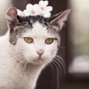 꽃냥이네 이미지