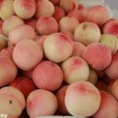 솔밭농원 이미지