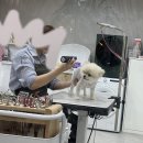 버블버블 애견샵 이미지