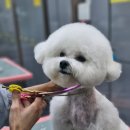 애견매니저 이미지