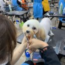 베스트강북애견미용학원
