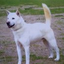 한국진돗개육종연구소 이미지