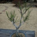 금송농장2 이미지