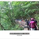 식장산 숲길 이미지