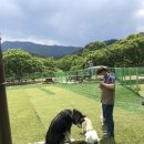 개들의왕국 이미지