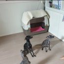 코코 에누리 이미지