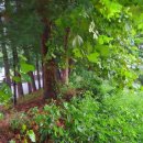 이심원충신정려현판 이미지