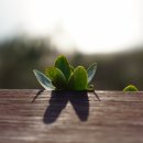 낙동강하구아미산전망대 이미지